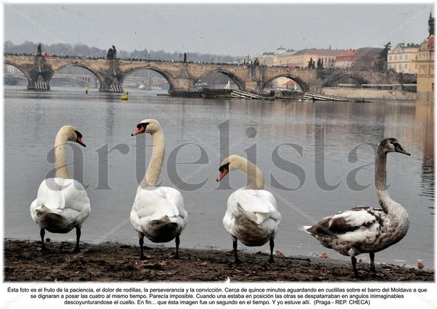 El cisne blanco