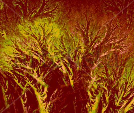 Bosque   de  ombues