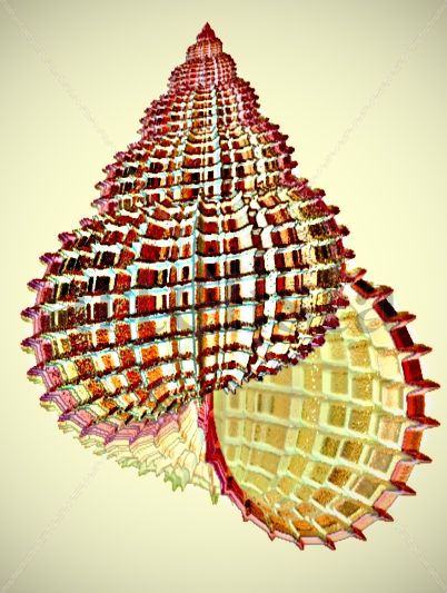 Fractal    ....