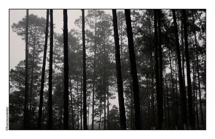 El bosque.