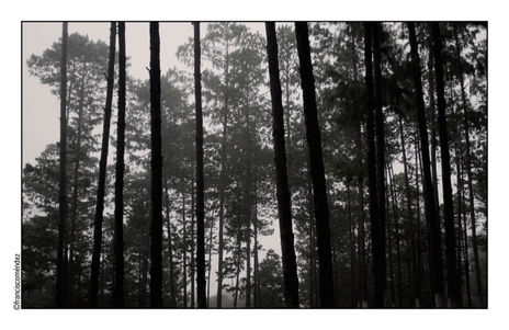 El bosque.