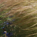 Flores thumbnail 1