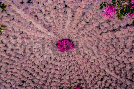 Flores de papel
