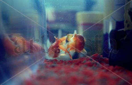 Peces