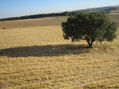 “NATURALEZA 1”