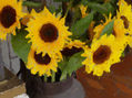 Girasoles