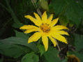 Flor solitaria y contrastes