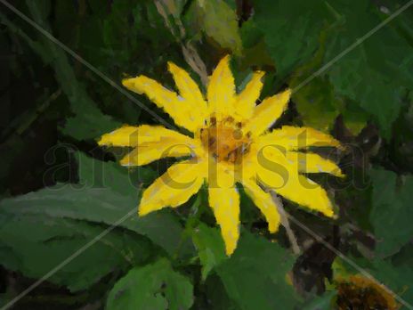 Flor solitaria y...