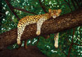 Leopardo en un árbol