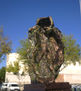 MONUMENTO A LA PANTARUJA