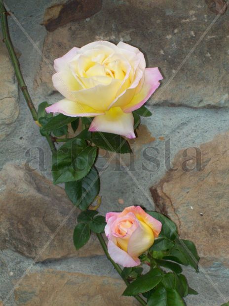 Rosas