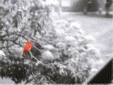 Pajaro rojo