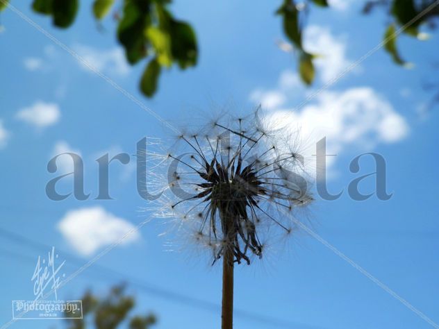 "BELLEZA QUE ARRASTRA EL VIENTO"