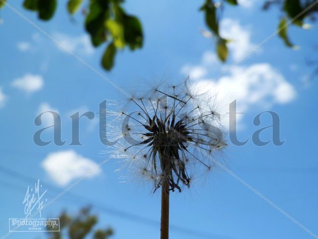 "BELLEZA QUE ARRASTRA EL VIENTO" Naturaleza Color (Digital)