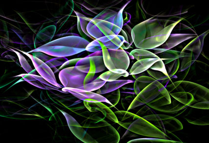 Flores   en la   noche