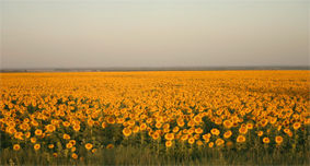 Girasoles pampeanos