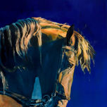 Confidente:Retrato Psicológico de un caballo thumbnail 1
