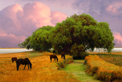 Paisaje Astral con caballos 