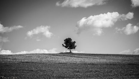 El árbol