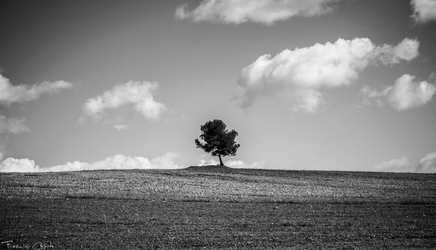 El árbol Naturaleza Blanco y Negro (Digital)