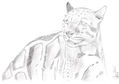 Leopardo Nublado