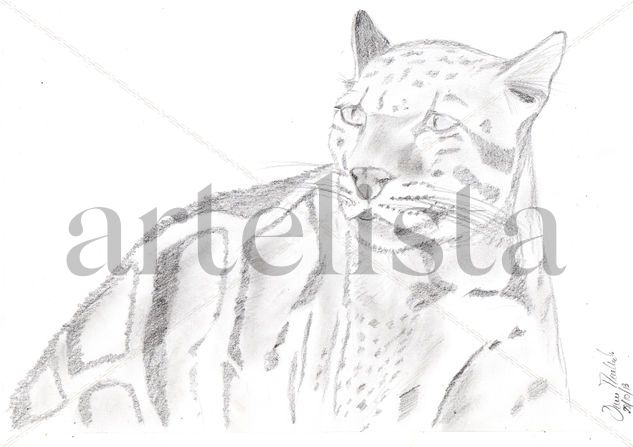 Leopardo Nublado Pencil