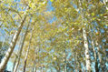 bosc/bosque