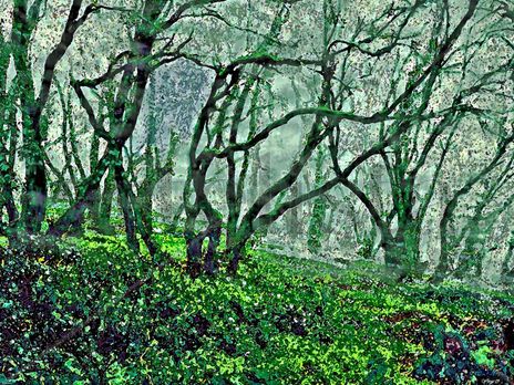 Alisio en el bosque