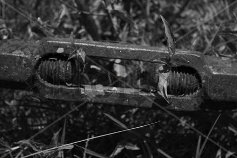 Vida