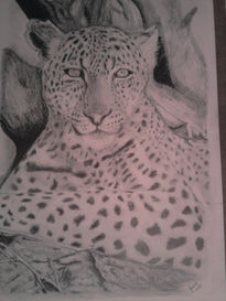 Leopardo