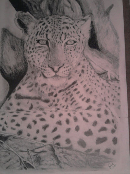 Leopardo