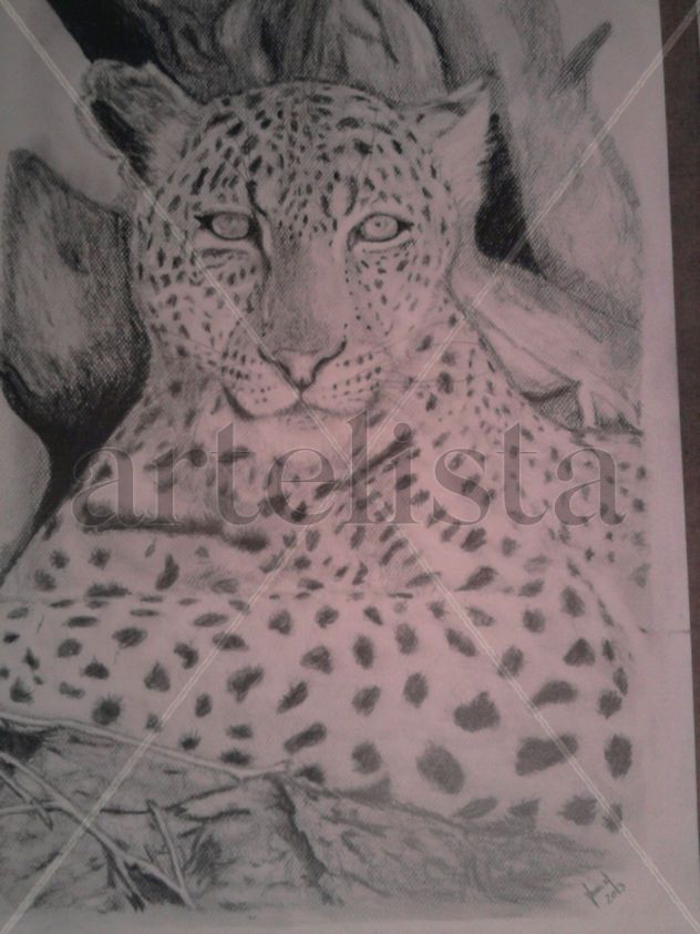leopardo