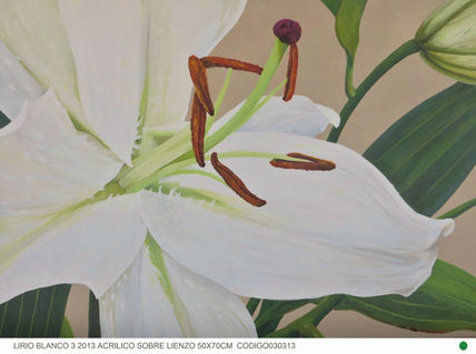 Lirio blanco 3