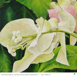 ARTE 2013 thumbnail 2