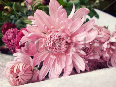 Pink Flower