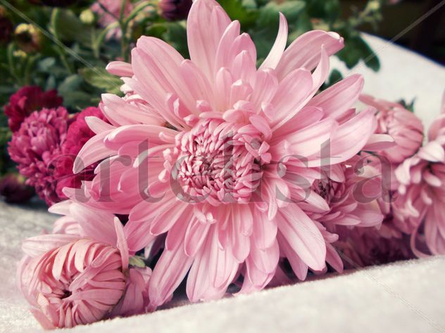 Pink Flower