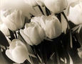 TULIPANES