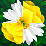 Flores Rotas thumbnail 1