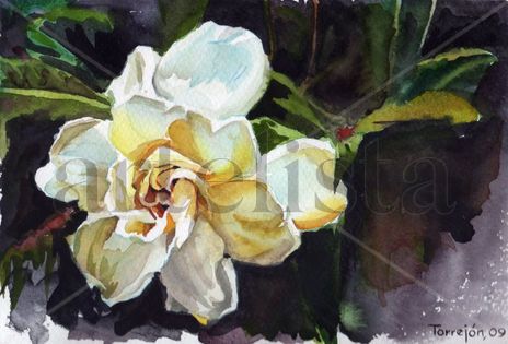 Gardenia