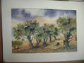 bosque de algarrobos