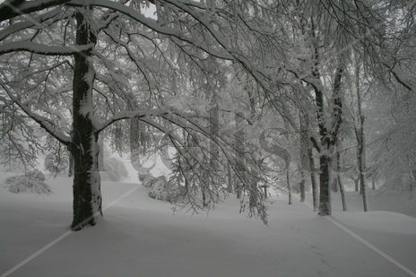 Hayedo nevado