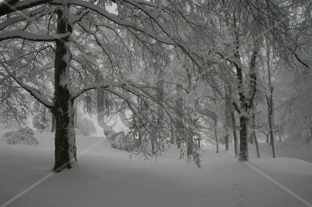 Hayedo nevado