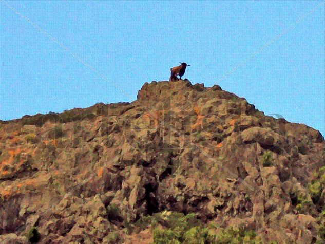 El macho de las cañadas 