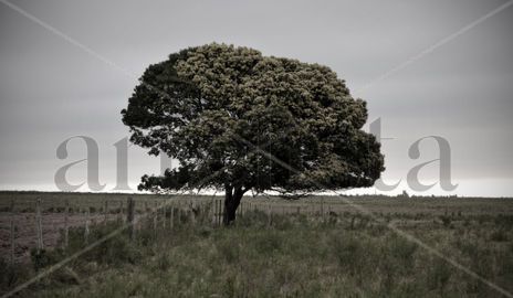 Árbol