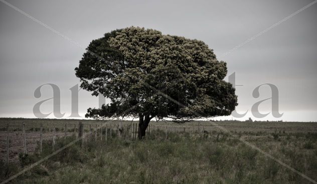 árbol