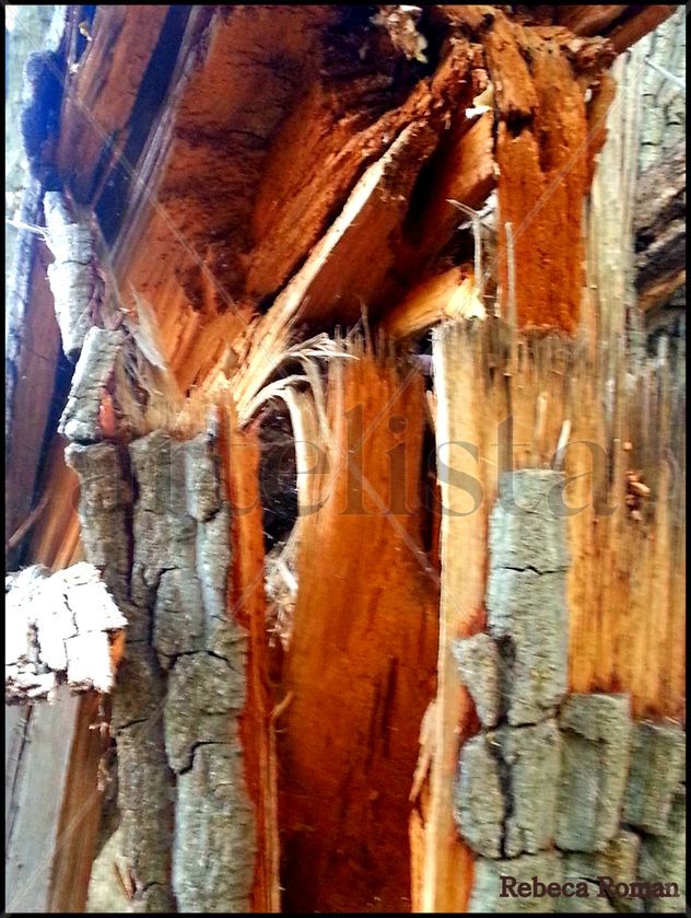 Tronco