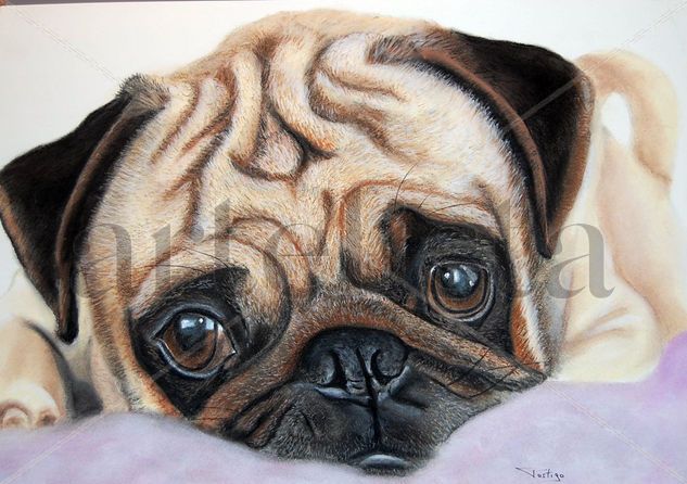 Inocencia Canina Pastel Papel Animales