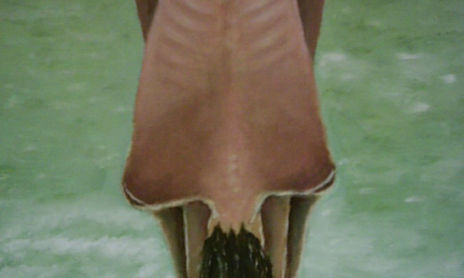 Desnudos