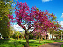 Parque Doña Casilda