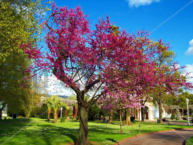 Parque Doña Casilda Travel Color (Digital)